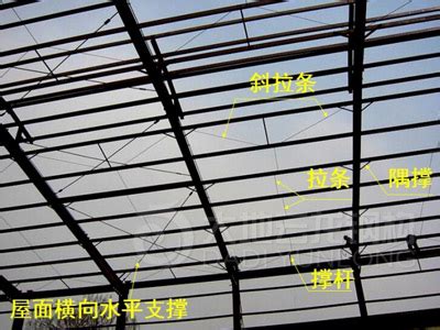 Image result for Orange Python