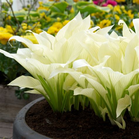 Hosta 'White Feather' | Hostas, Flower seeds, Bulb flowers
