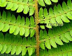 Image result for rachis