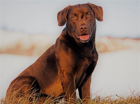 Are Dogs Mouths Cleaner Than Humans? - Petsmartgo