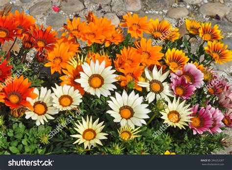 Orange White Gazania Rigens Aka Trailing Stock Photo 284253287 - Shutterstock