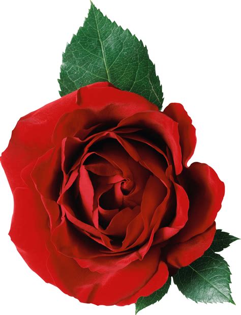 Rose Png Image Picture Download Transparent HQ PNG Download | FreePNGimg