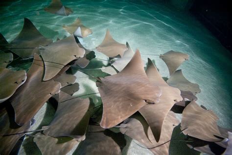 Cownose ray migration | Marine life, Sea creatures, Plant leaves