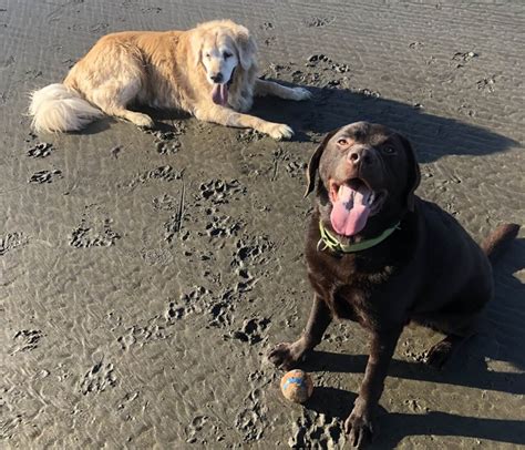 Oceanside Veterinary Hospital Gallery | Vet In Seaview, WA 98644