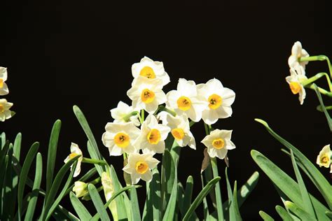 水仙花,Narcissus,石蒜科水仙属-植物花卉_园林吧