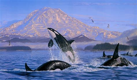 Orcas In The Wild Wallpaper - where to see orcas in the wild