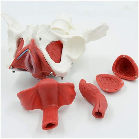 Buy HYCLAM Body Model Life Size Female Pelvis Model - Anatomy Model ...