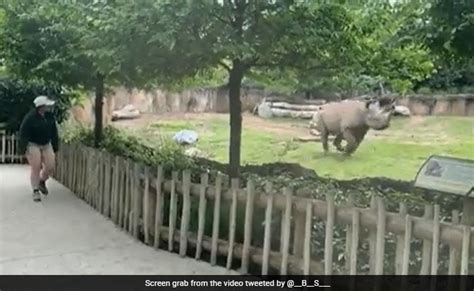 केयरटेकर को देखते ही खुशी से झूम उठा गैंडा, उसके मज़ेदार रिएक्शन ने ...