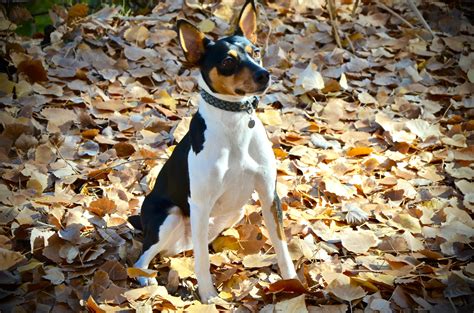 Decker Rat Terriers