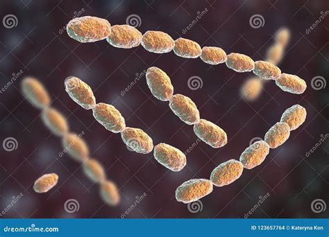 Haemophilus Ducreyi Bacteria Stock Illustration - Illustration of ...
