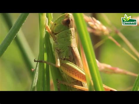 Insecticide - Thiamethoxam 25 Wg Manufacturer from Gondal