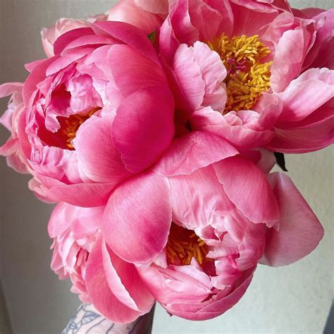 When and Where Are Peonies in Season? Time to Find Out!