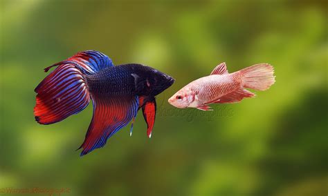 Siamese fighting fish photo WP04839