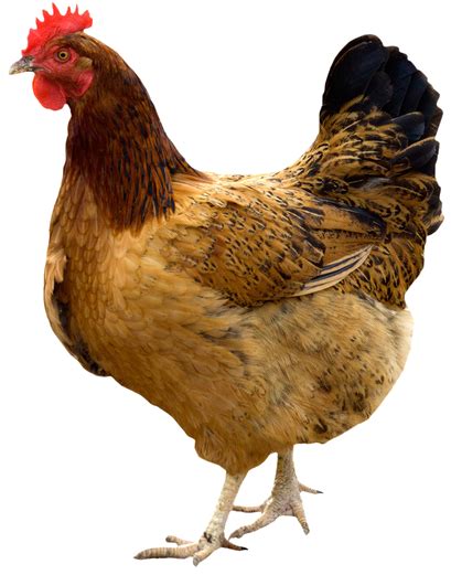 Image result for Hen Design Algorithm