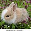 Image result for Funny Baby Bunnies