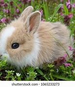 Image result for Really Cute Baby Bunny