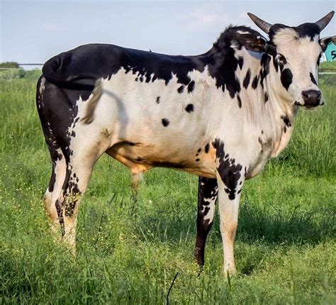 Cattle Vector Art Vector Product Product Recipe Product