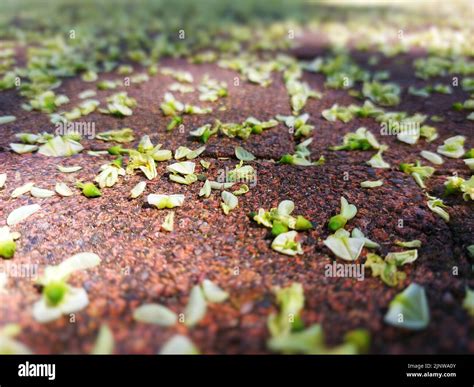 Flowers of black locust (Robinia pseudoacacia) on stone ground Stock ...