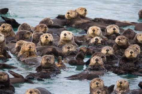 What Is A Group Of Otters Called