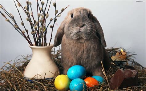 Download Funny Easter Bunny And Eggs On Nest Picture | Wallpapers.com
