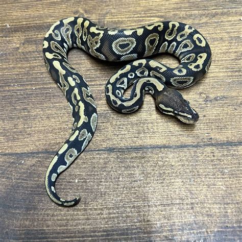 Pastel Champagne Royal Python Female - Planted Terraria Exotics