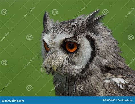 Northern White Faced Owl stock photo. Image of bird, raptor - 25934856