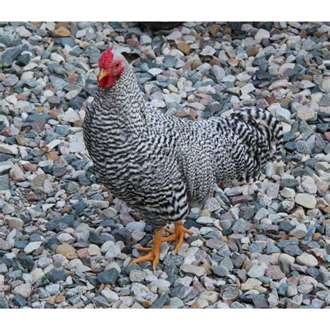 Columbian Rock Bantam Chicks, Not Sexed | Strombergs Chicks & Game Birds