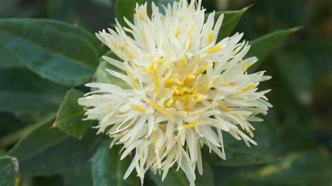 Safflower - Carthamus tinctorius | Plants | Kew