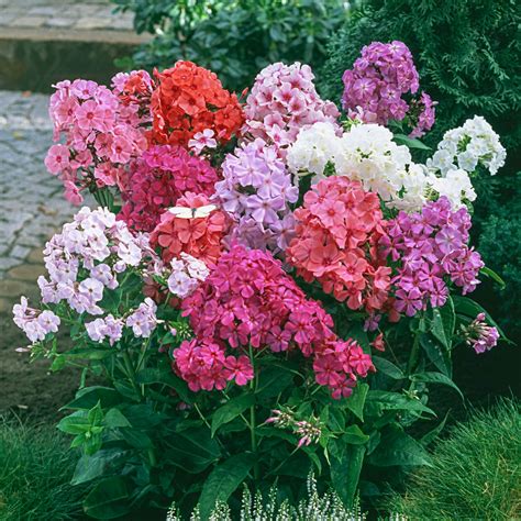 Tall Garden Phlox | Fasci Garden