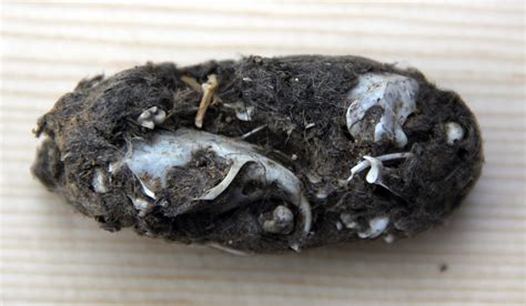 Owl Pellet Dissection
