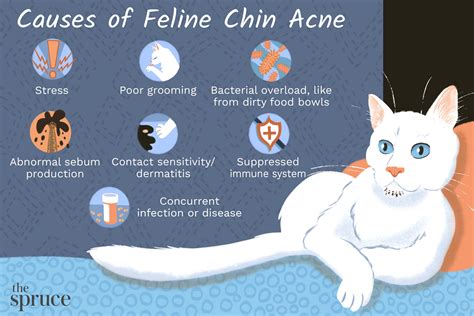 Cat Chin Acne: Causes, Treatment, Prevention