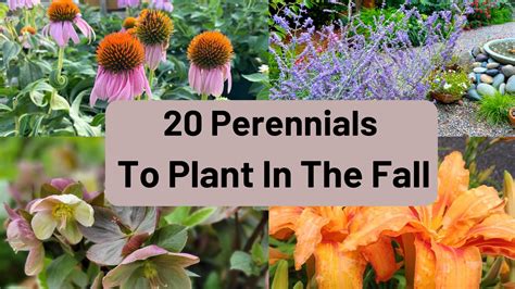 20 Perennials to Plant in the Fall for Stunning Spring Blooms