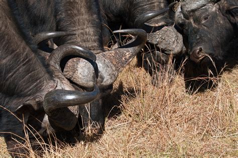 HEADS AND HORNS OF GROUP OF BUFFALO Free Stock Photo - Public Domain ...