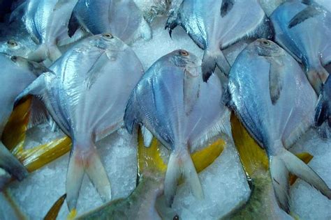 远离大海！新疆开始养殖海鲜，干净无污染，这几种海鲜可以放心吃 - 知乎