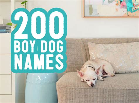 Boy Dog Names: 200 Names + Naming Tips | Young House Love