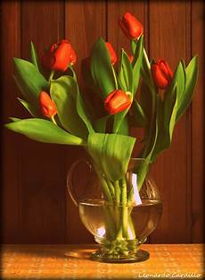 foto vasi vaso di tulipani foto immagini esperimenti fotografici foto vasi vaso di tulipani foto immagini esperimenti fotografici