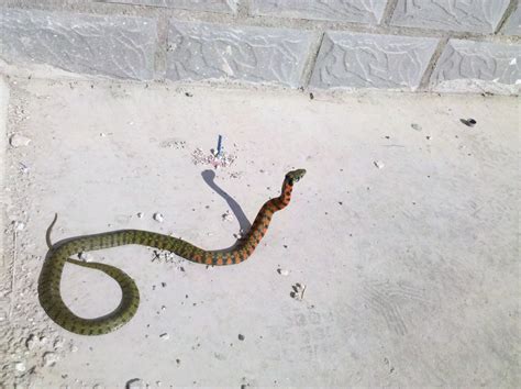 这是什么蛇，学名叫什么，有毒吗？_百度知道