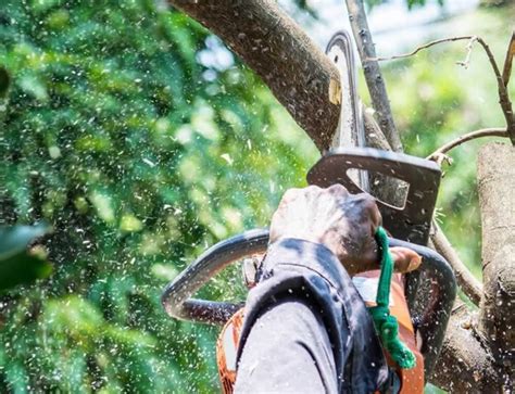 How to Save Split Tree Trunk Small Tree 的图像结果