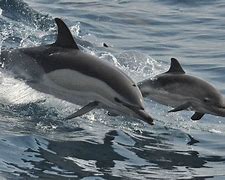 dolphins 的图像结果