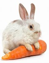 Image result for bunny eating carrot
