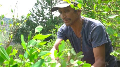 Power Leaves: Sugar reduction with coca