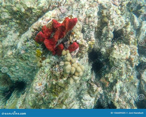 An Underwater Photo of Coral Growing on a Rock Reef Stock Image - Image of copy, florida: 156609505