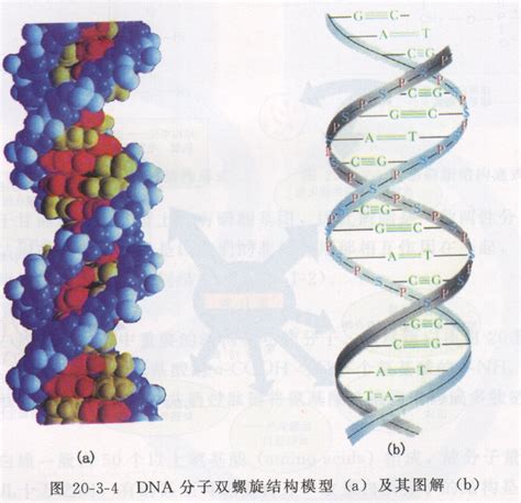 简述DNA双螺旋结构模型的要点，并从结构特点分析它的生物学功能。_百度知道