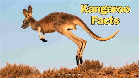 10 Amazing Kangaroo Facts About Australia's National Symbol