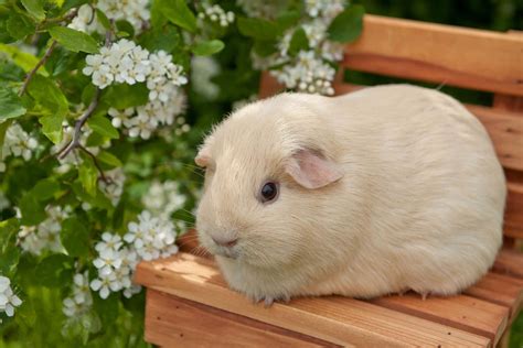 Download Cute Guinea Pig White Flowers Background Photography Pictures ...