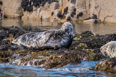 Common Seals Habitat