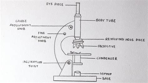 Image result for Simple Microscope and Compound