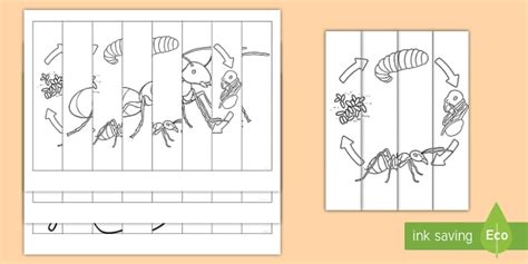 Ant Life Cycle Agamographs Colouring Pages (teacher made)