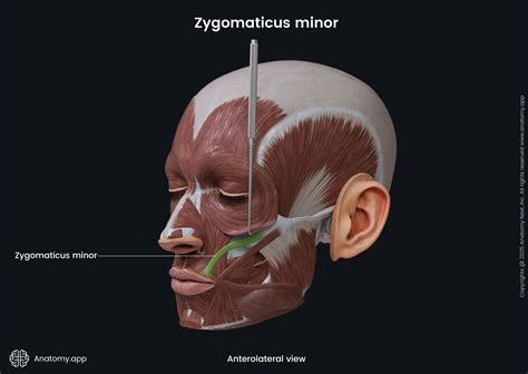 Zygomaticus minor | Anatomy.app