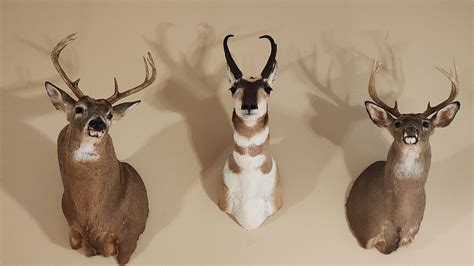 Taxidermy